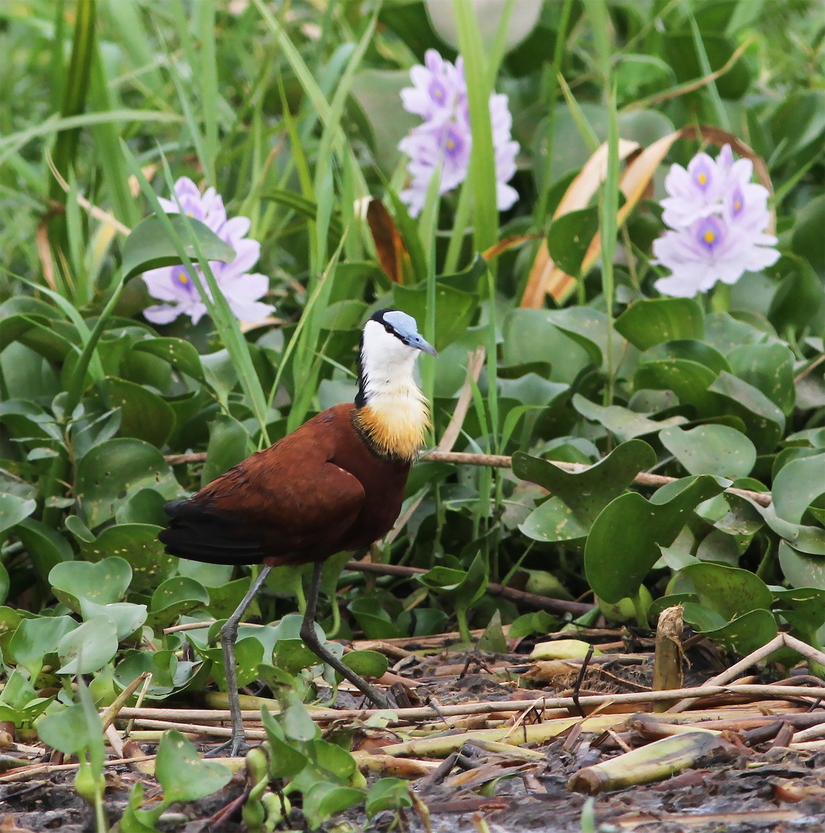 Jacana à poitrine dorée - ML416572281