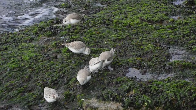 Bécasseau sanderling - ML416572911