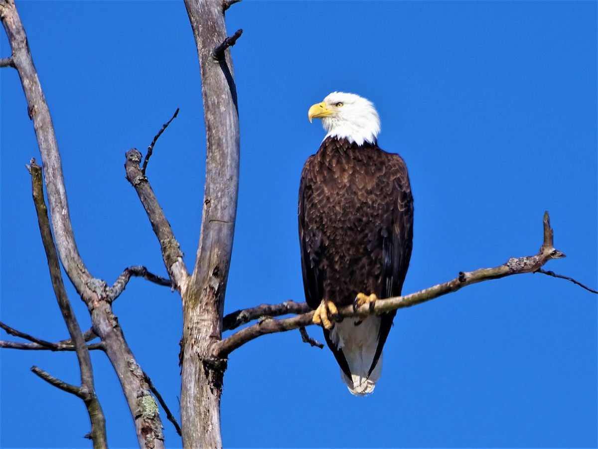 Bald Eagle - ML416573461