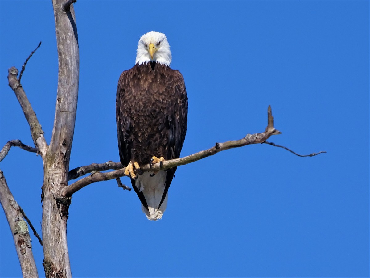 Bald Eagle - ML416573511