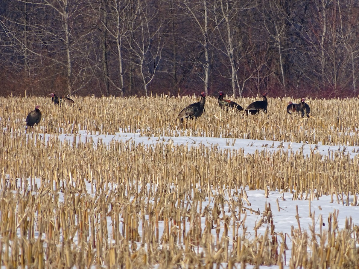 Wild Turkey - ML416573621