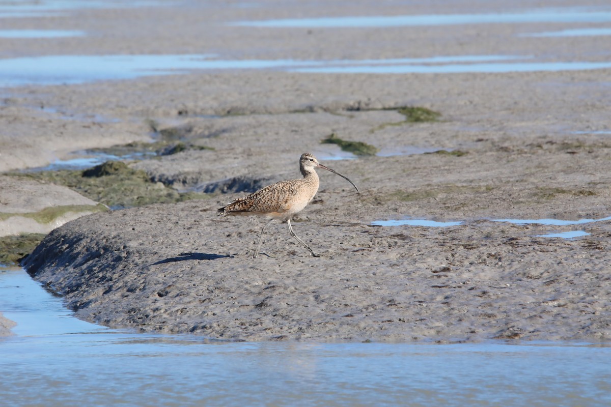 Long-billed Curlew - ML416575791