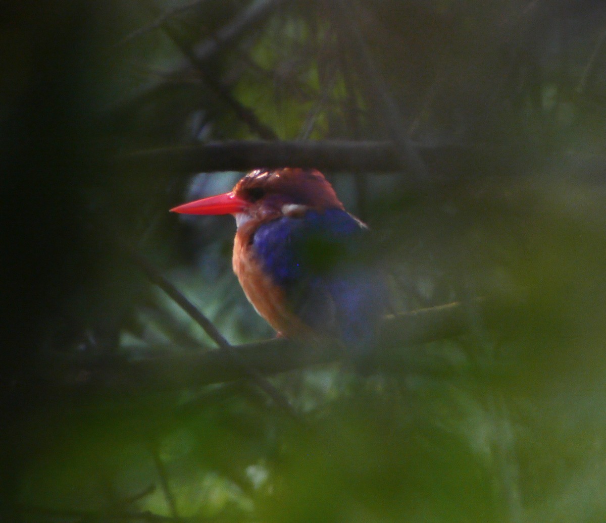 African Pygmy Kingfisher - ML416576111