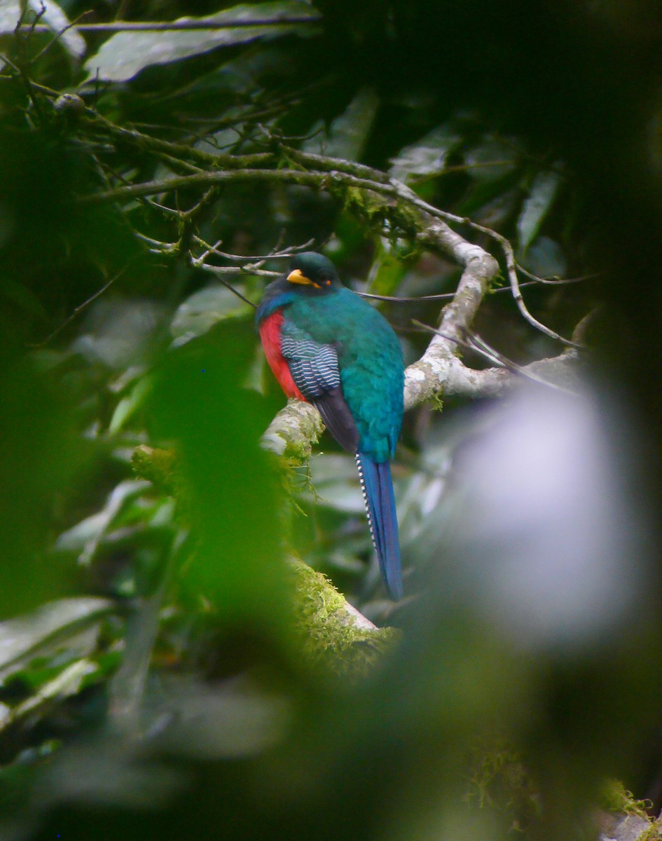 Bar-tailed Trogon - ML416576281