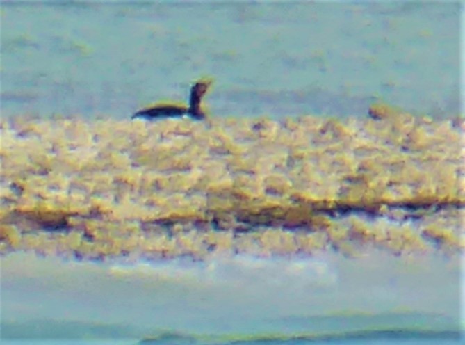 Double-crested Cormorant - elwood bracey