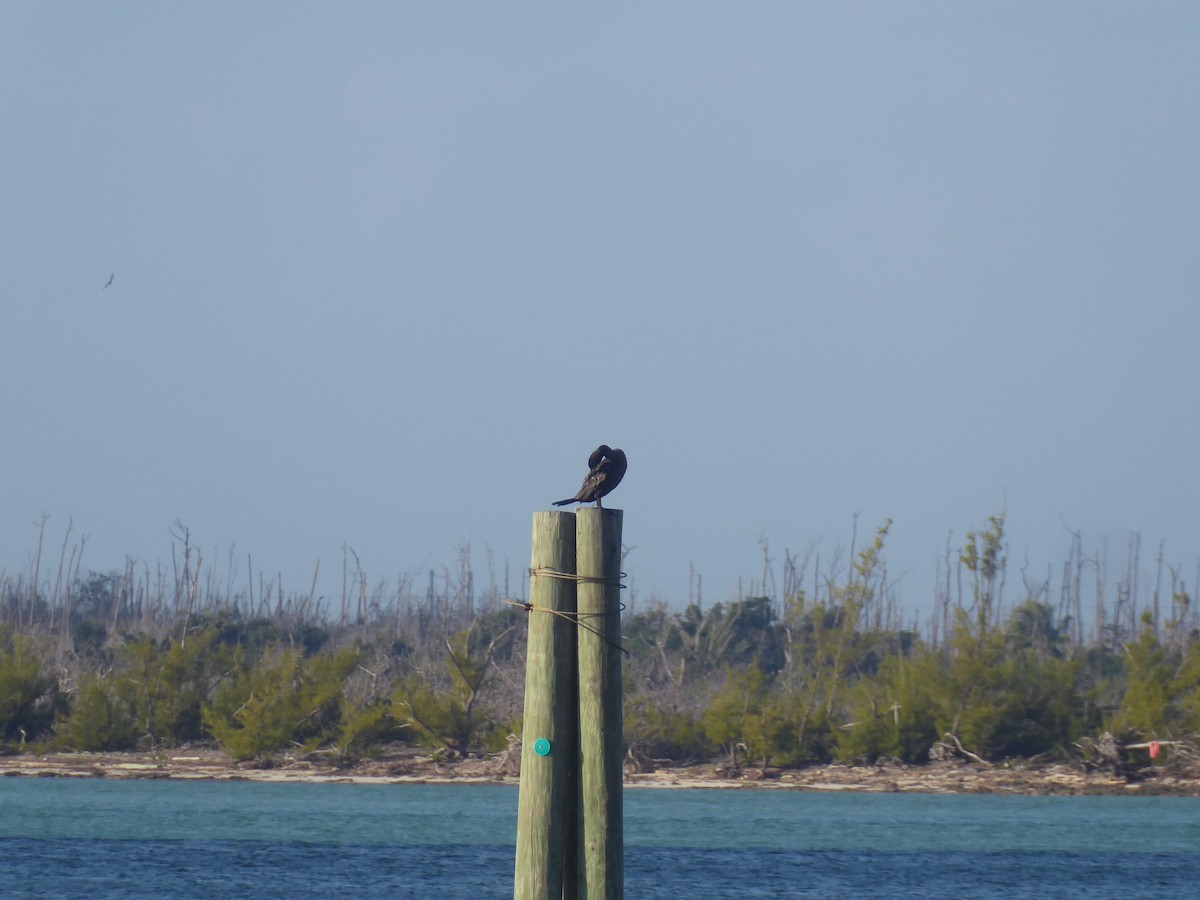 Double-crested Cormorant - elwood bracey