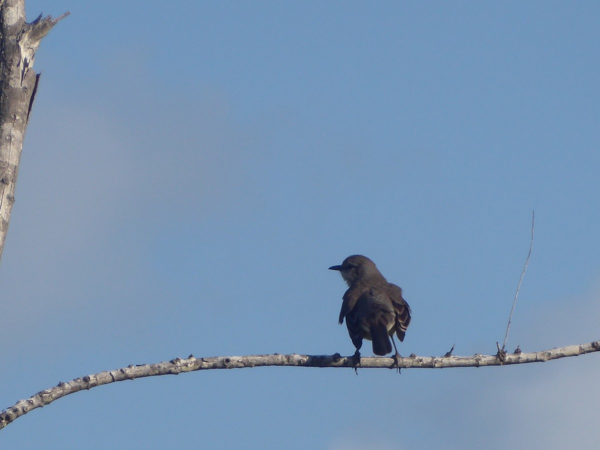 Northern Mockingbird - ML416576771