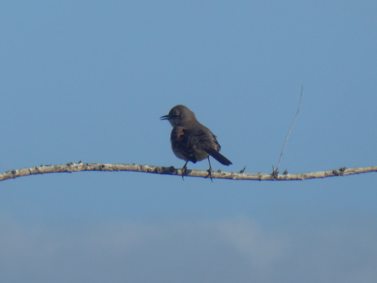 Northern Mockingbird - ML416576781