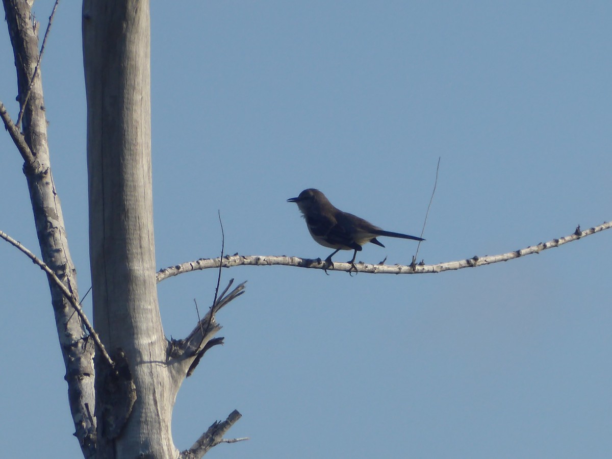 Northern Mockingbird - ML416576801