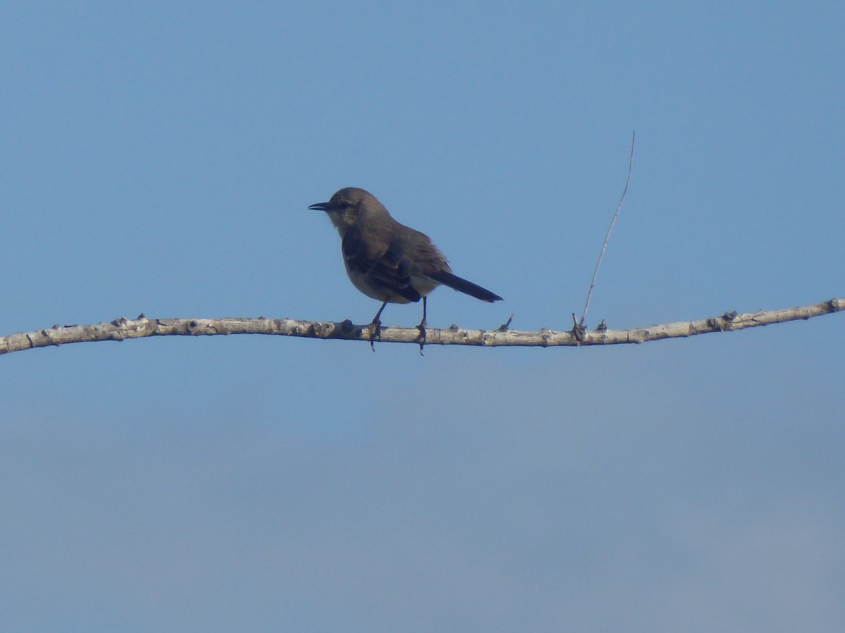 Northern Mockingbird - elwood bracey