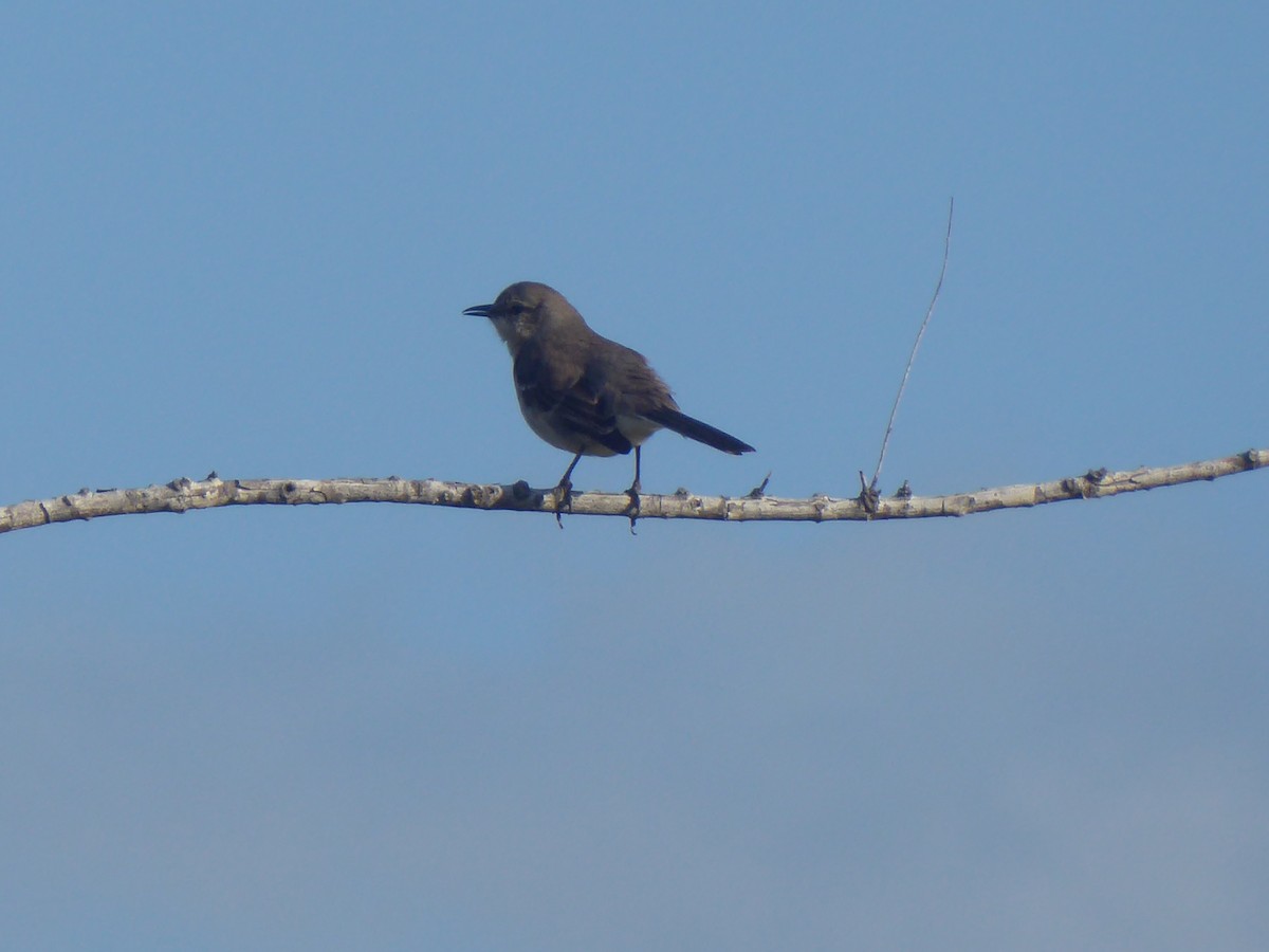 Northern Mockingbird - ML416576811