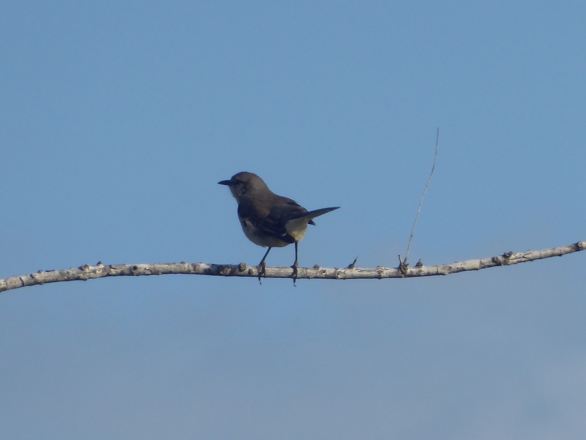 Northern Mockingbird - elwood bracey