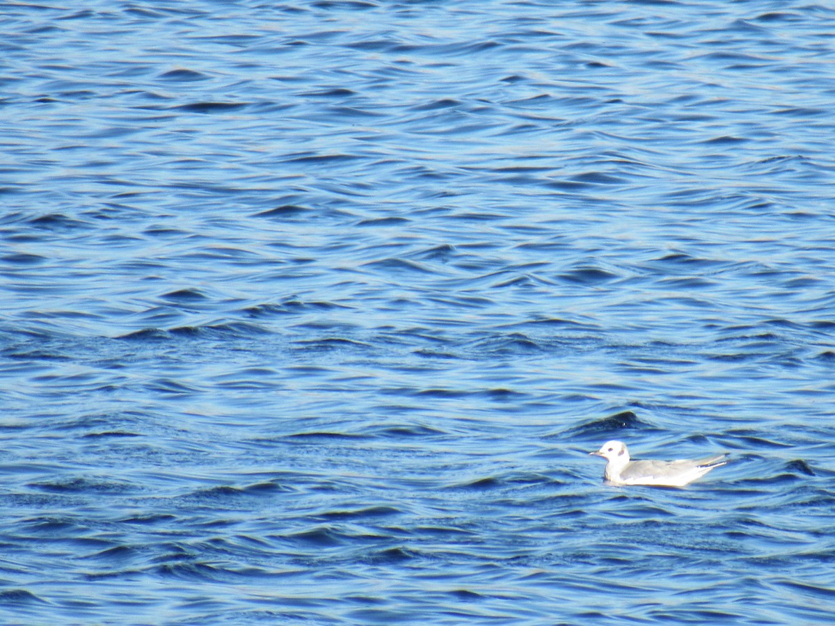 Bonaparte's Gull - Gary McLarty