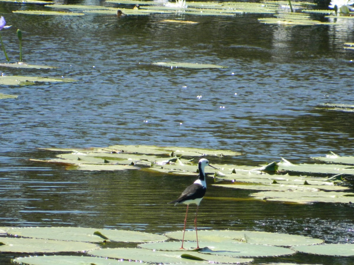 Pied Stilt - ML416579201