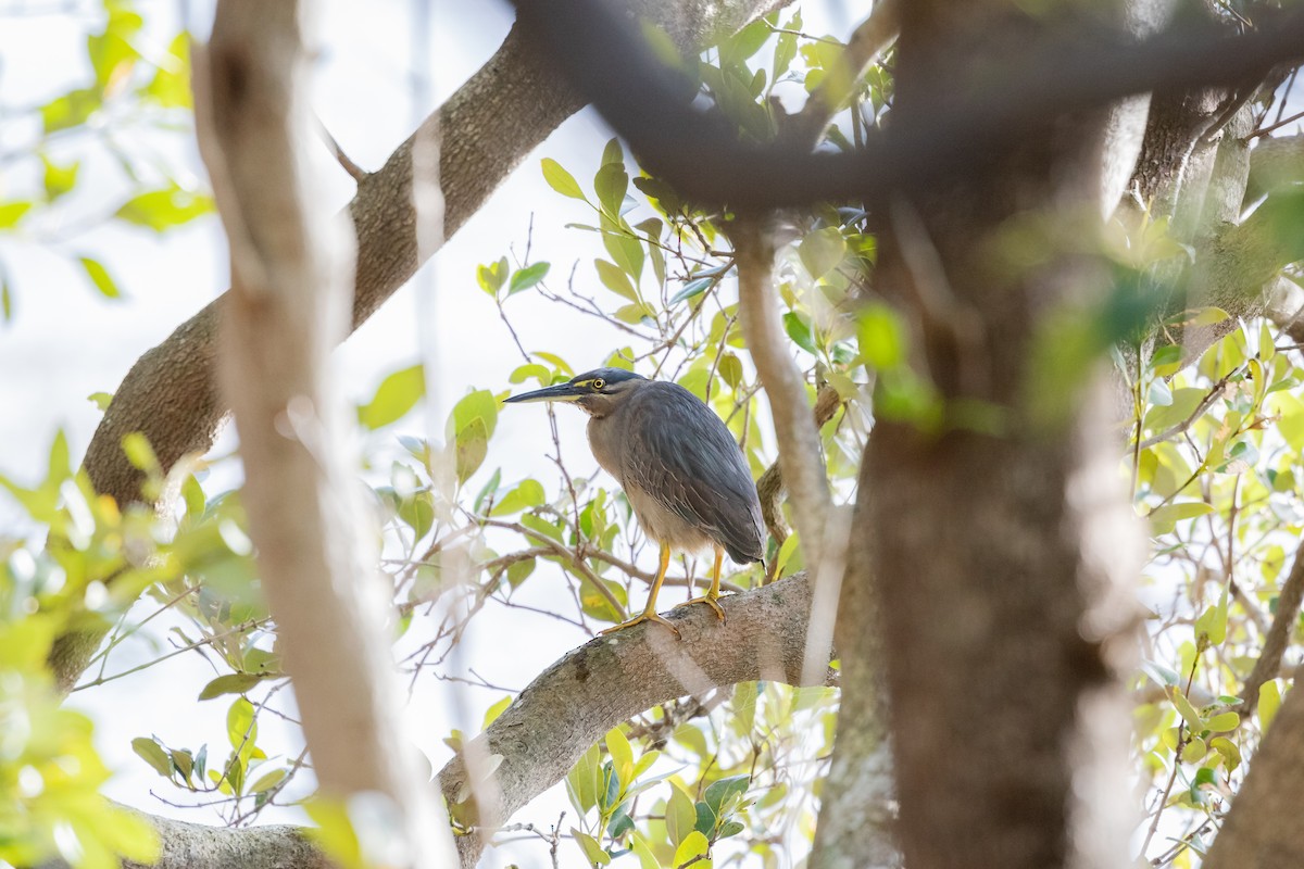 Striated Heron - ML416579321