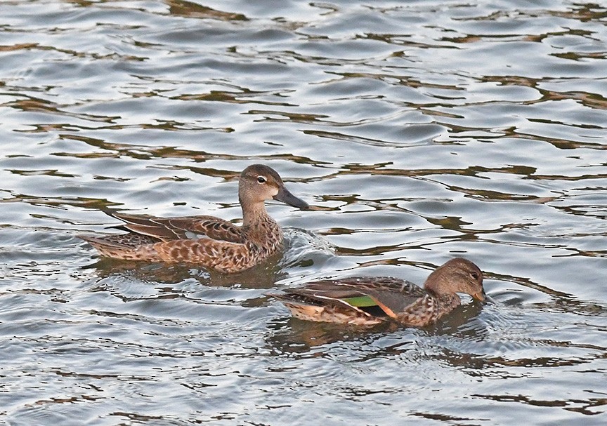 Sarcelle à ailes bleues - ML416579381