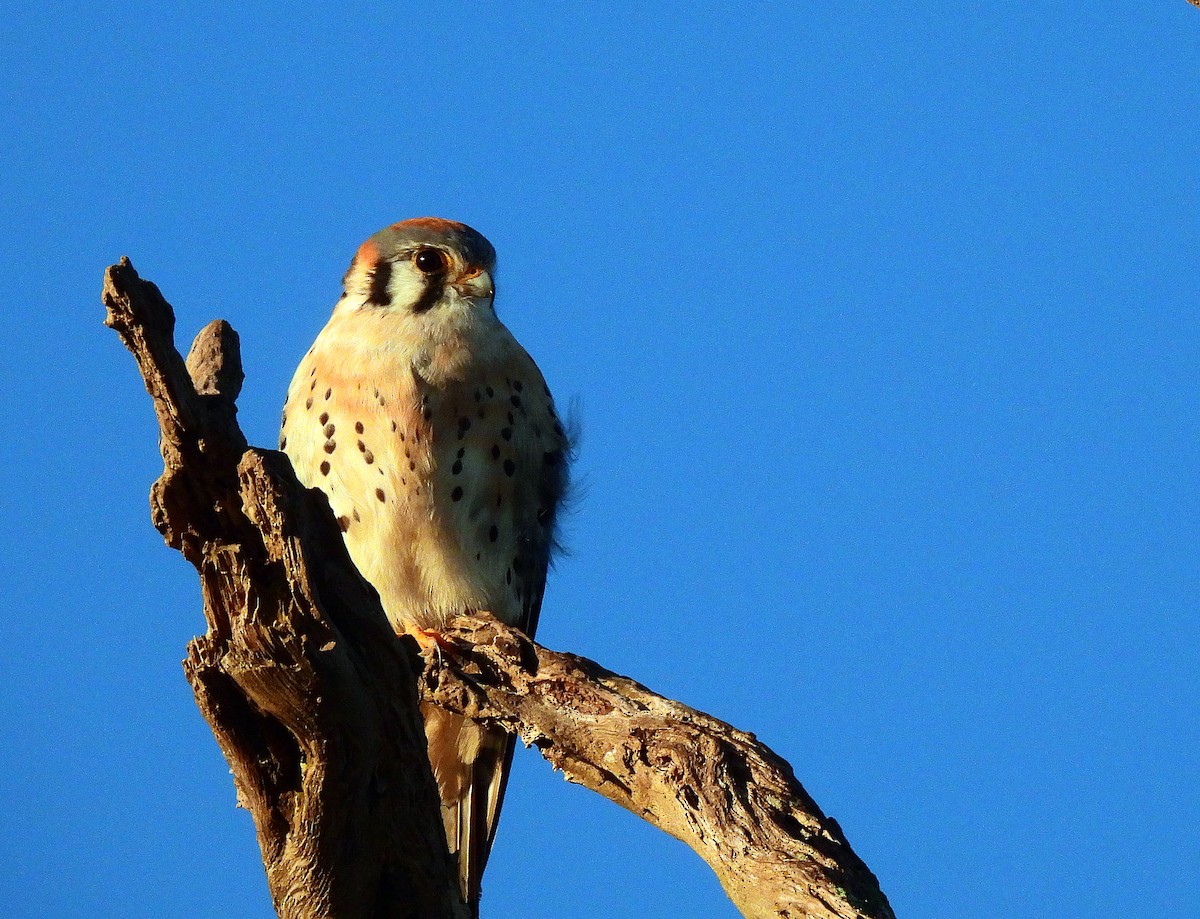 American Kestrel - ML416579881