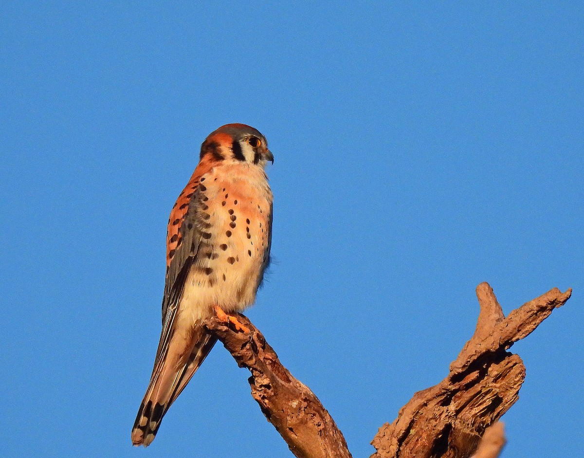 American Kestrel - Charles Hundertmark