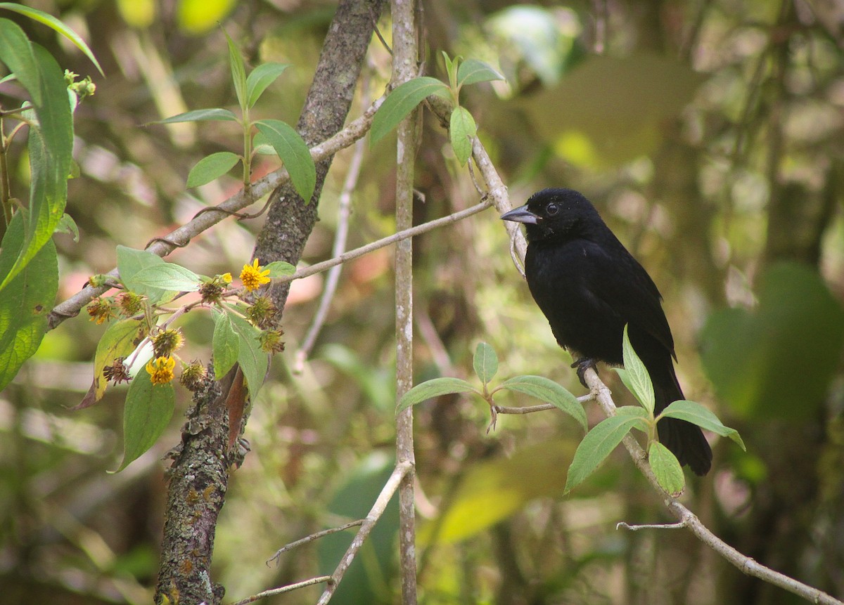 White-lined Tanager - ML416580901