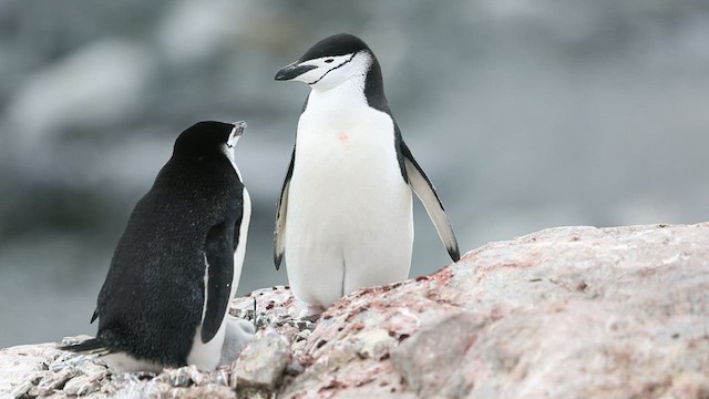 Chinstrap Penguin - ML416582281