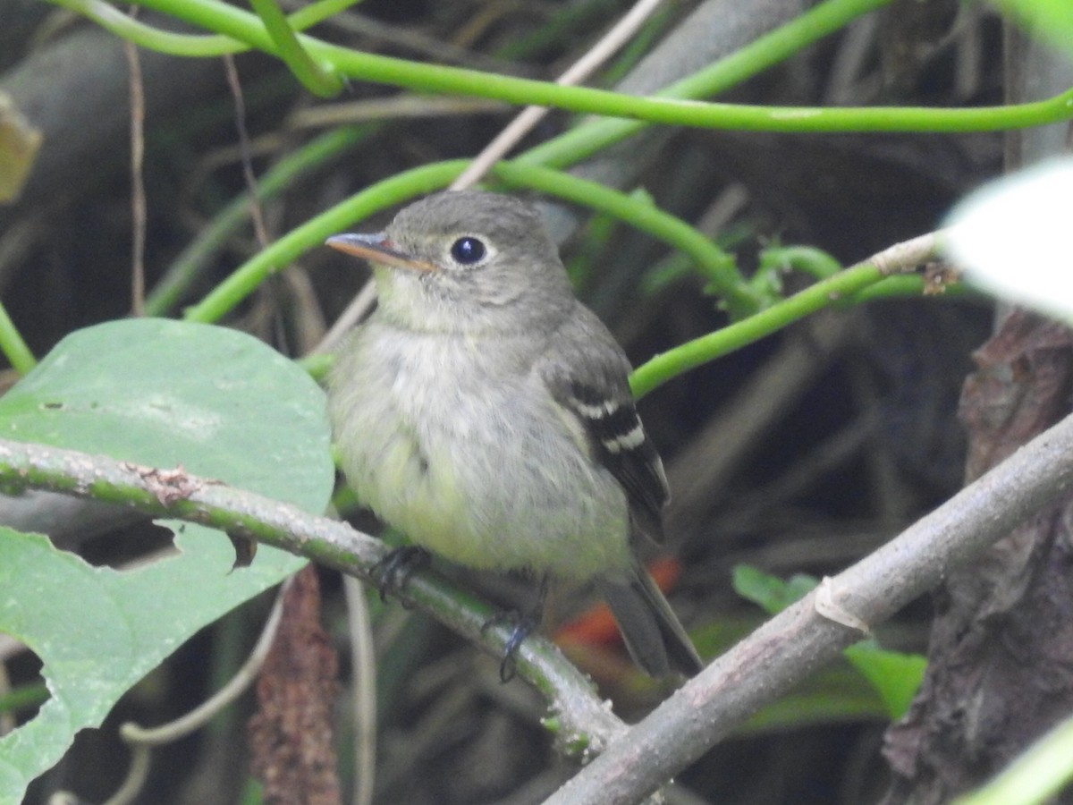 Yellow-bellied Flycatcher - ML416582311