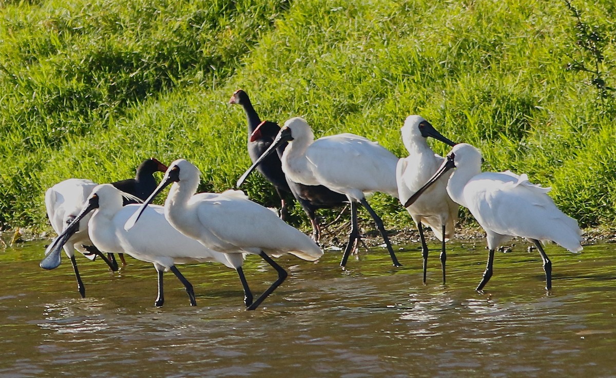 Royal Spoonbill - ML41658301