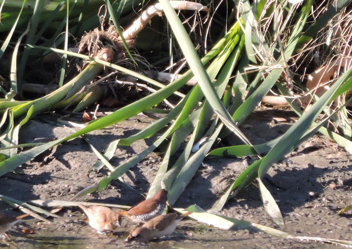 Scaly-breasted Munia - Yvonne Burch-Hartley