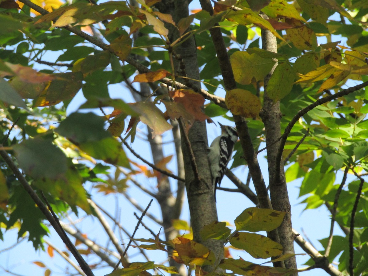 Downy Woodpecker - ML416584221