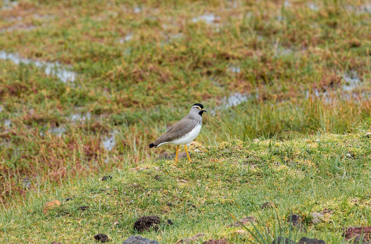 Spot-breasted Lapwing - ML41658431