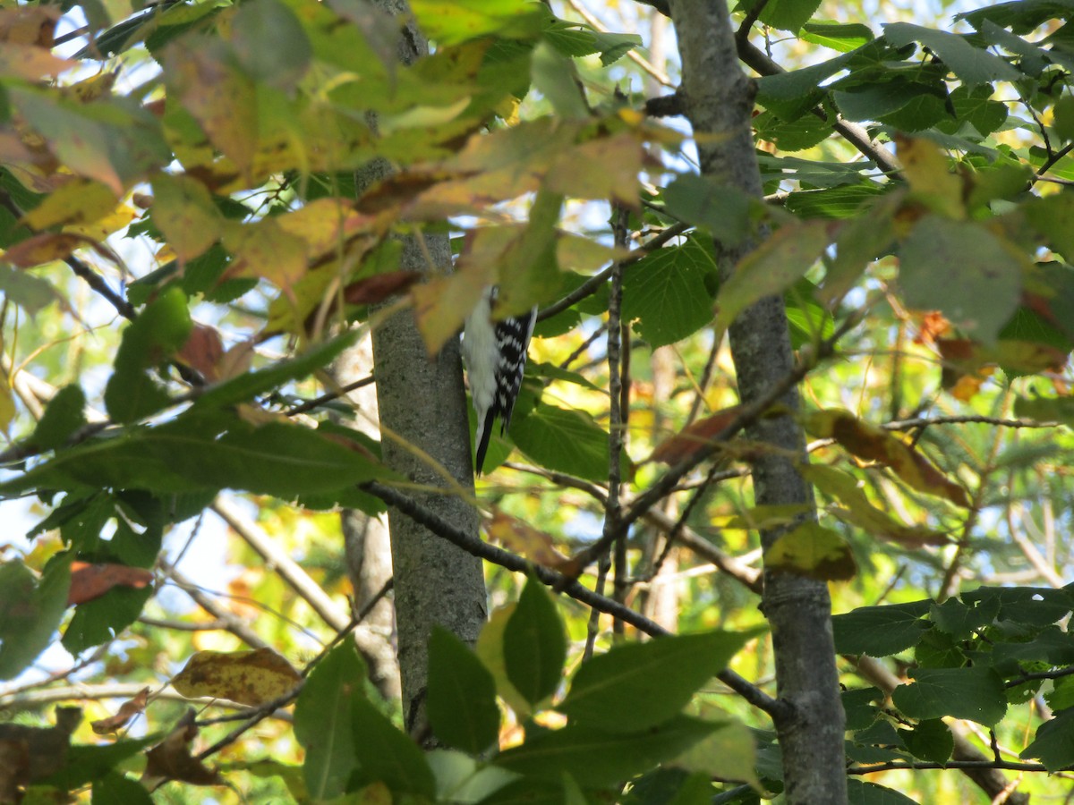 Downy Woodpecker - ML416584311