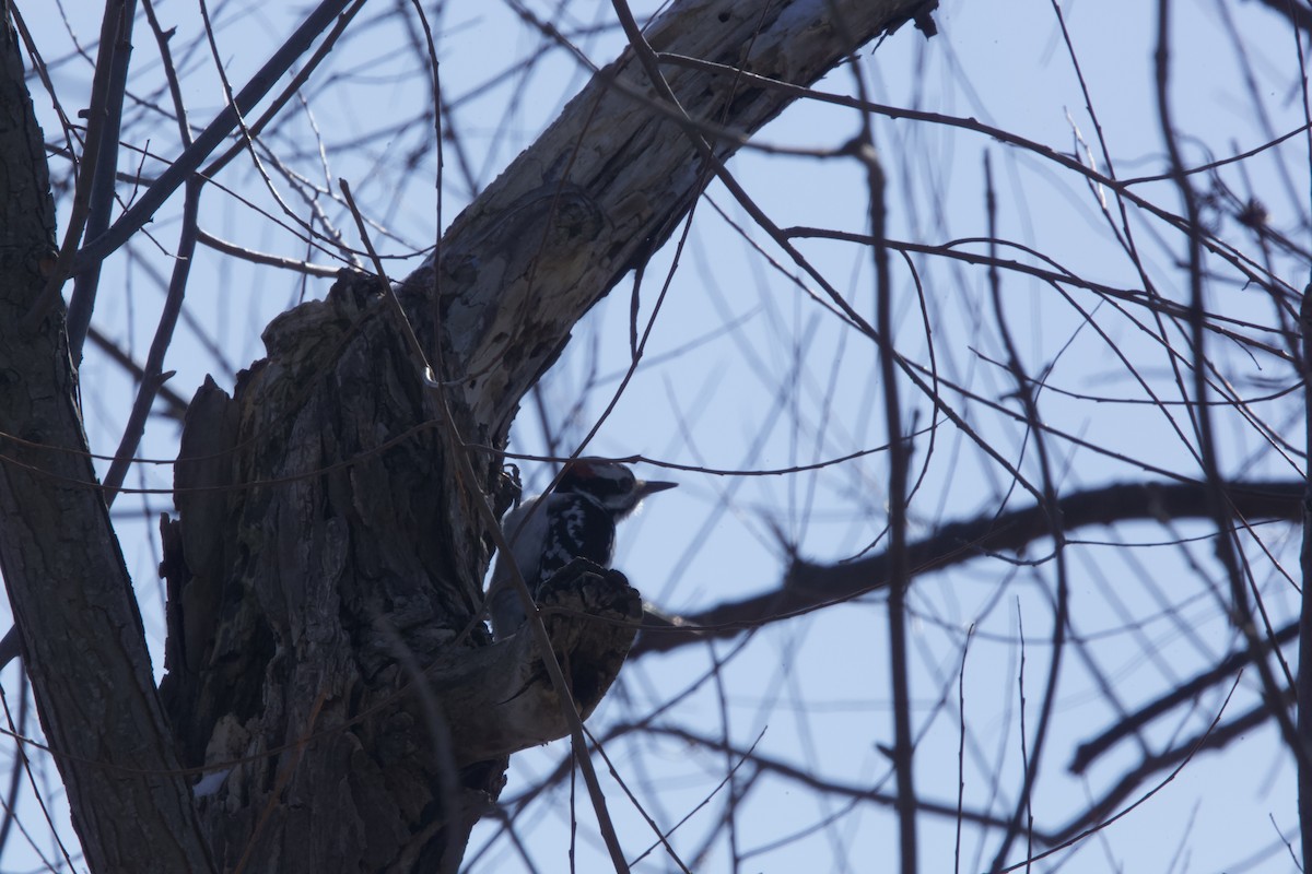 Hairy Woodpecker - ML416584491