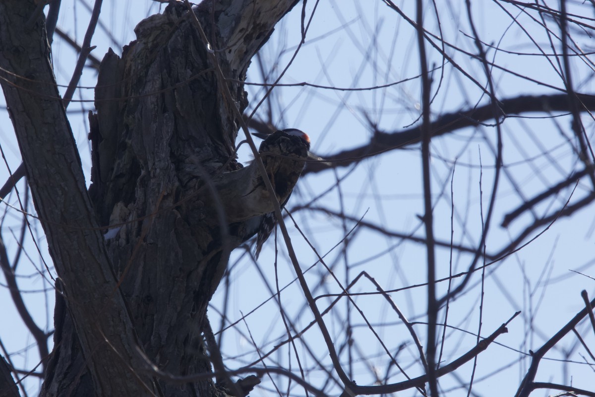 Hairy Woodpecker - ML416584501