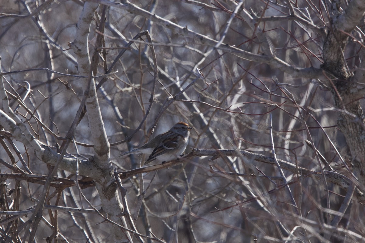 Hudson Körfezi Serçesi - ML416584751