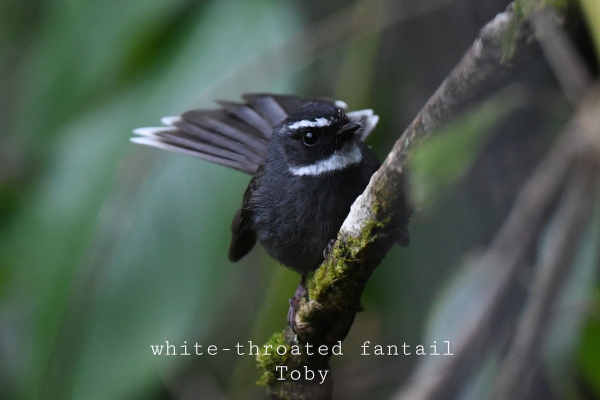 White-throated Fantail - ML416586311