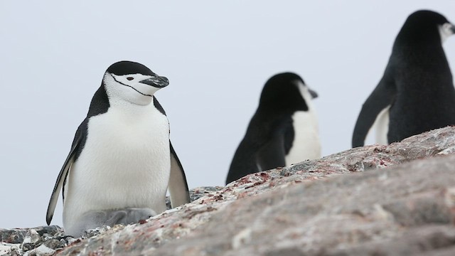 Chinstrap Penguin - ML416586601