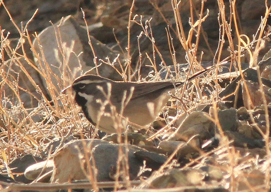 Black-throated Sparrow - ML416586851