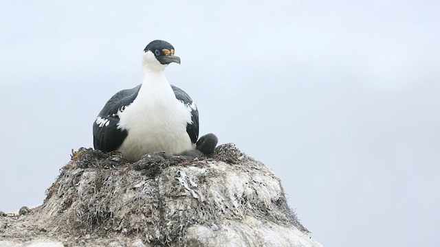 Cormorán Antártico - ML416587241