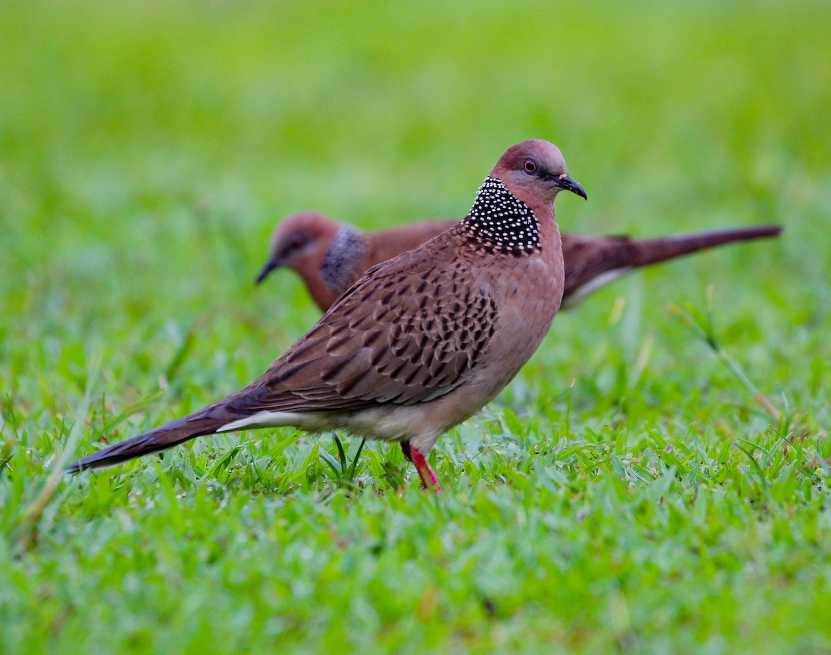 Spotted Dove - Neoh Hor Kee