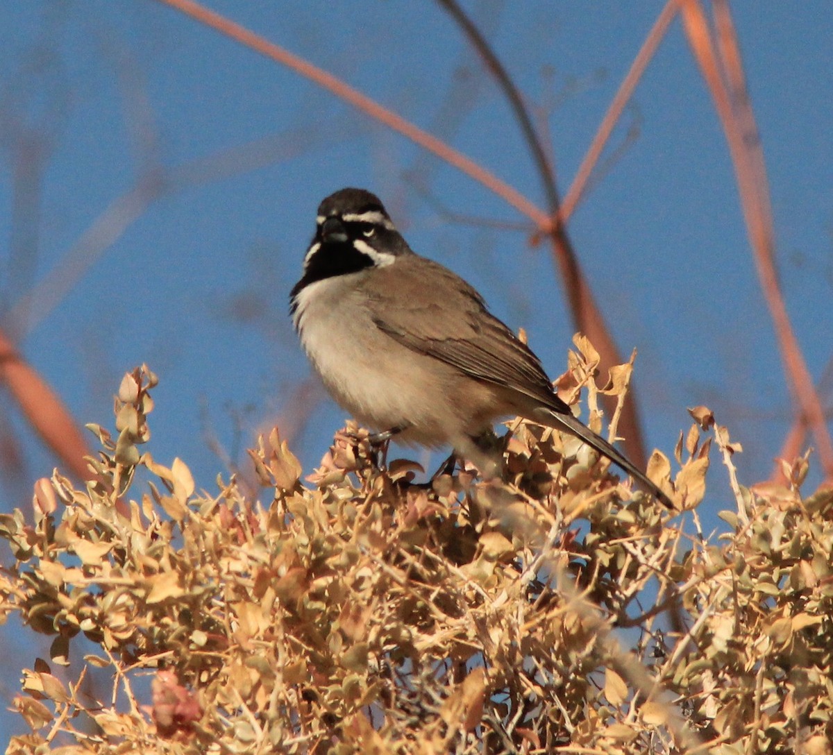 Black-throated Sparrow - ML416587961