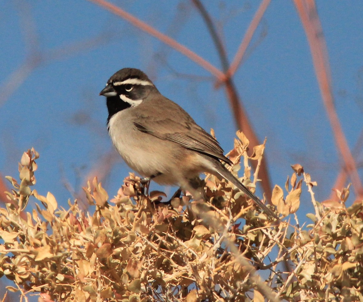 Black-throated Sparrow - ML416587971
