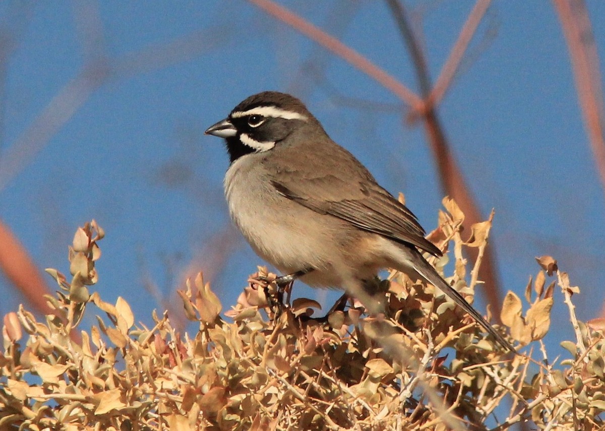 Black-throated Sparrow - ML416587981
