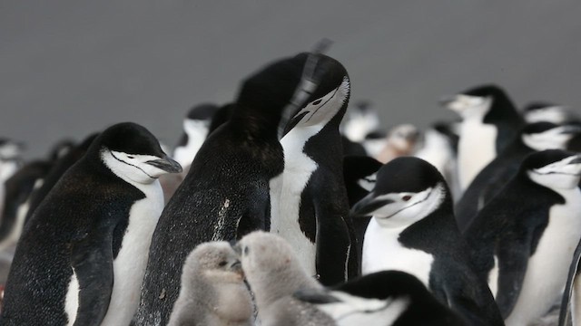 Chinstrap Penguin - ML416588781