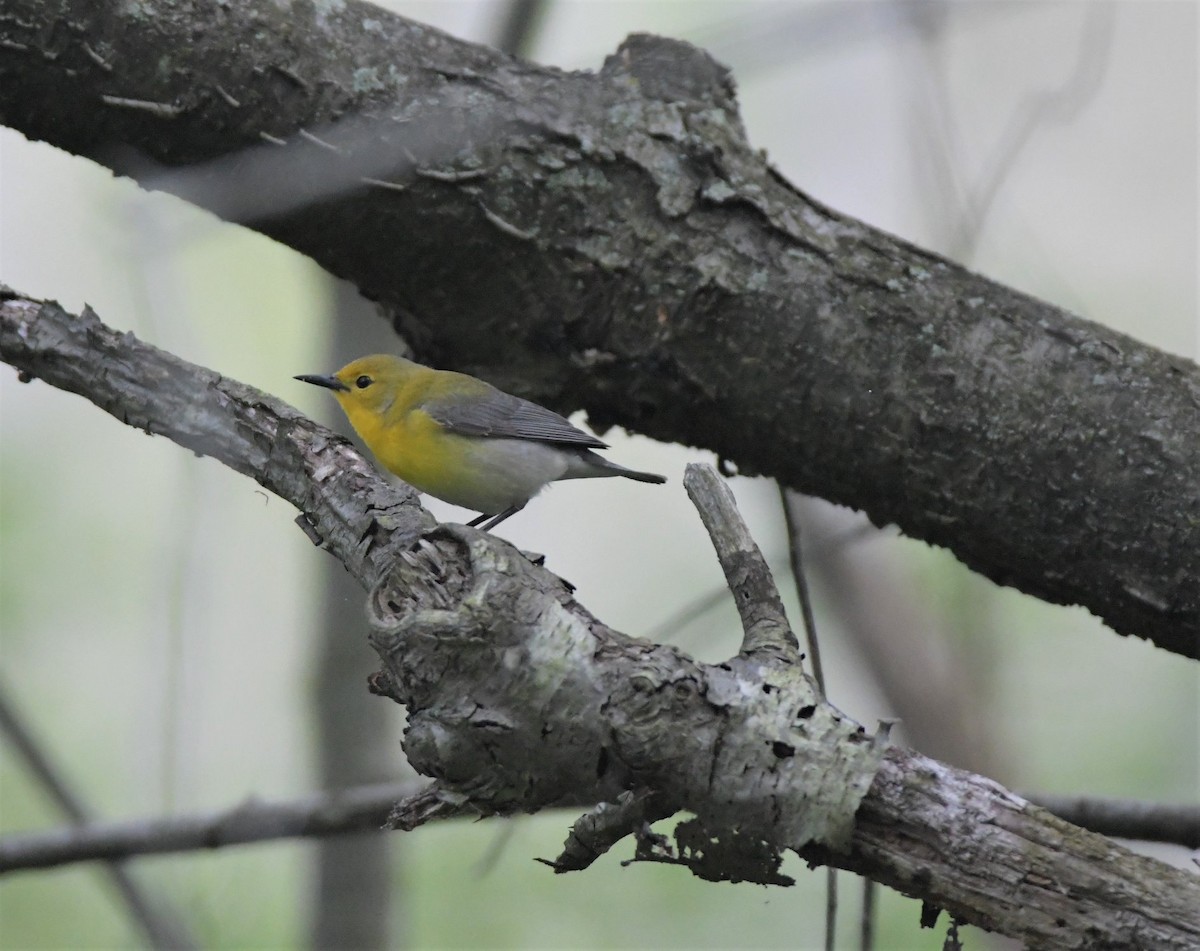 Prothonotary Warbler - ML416588821