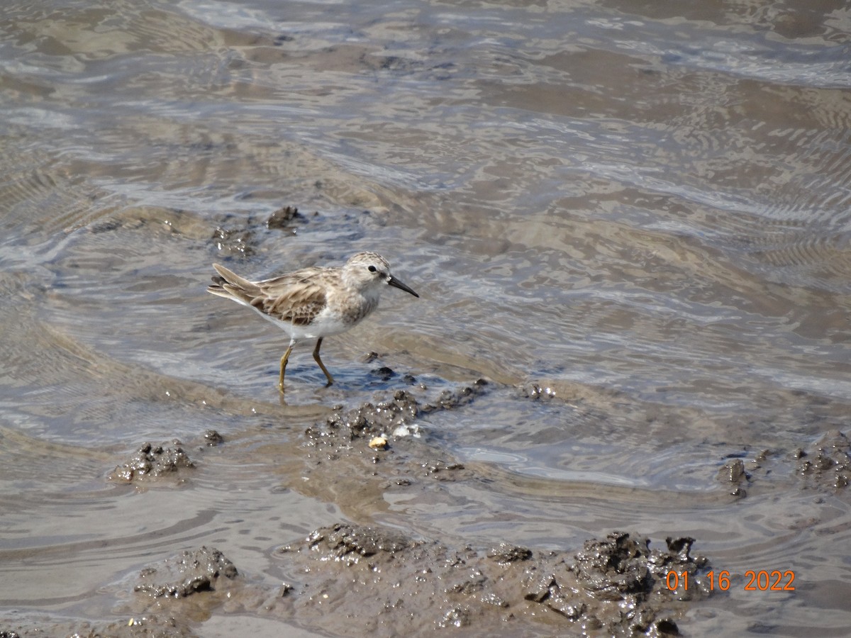 Least Sandpiper - ML416589561