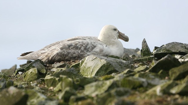 Southern Giant-Petrel - ML416589751