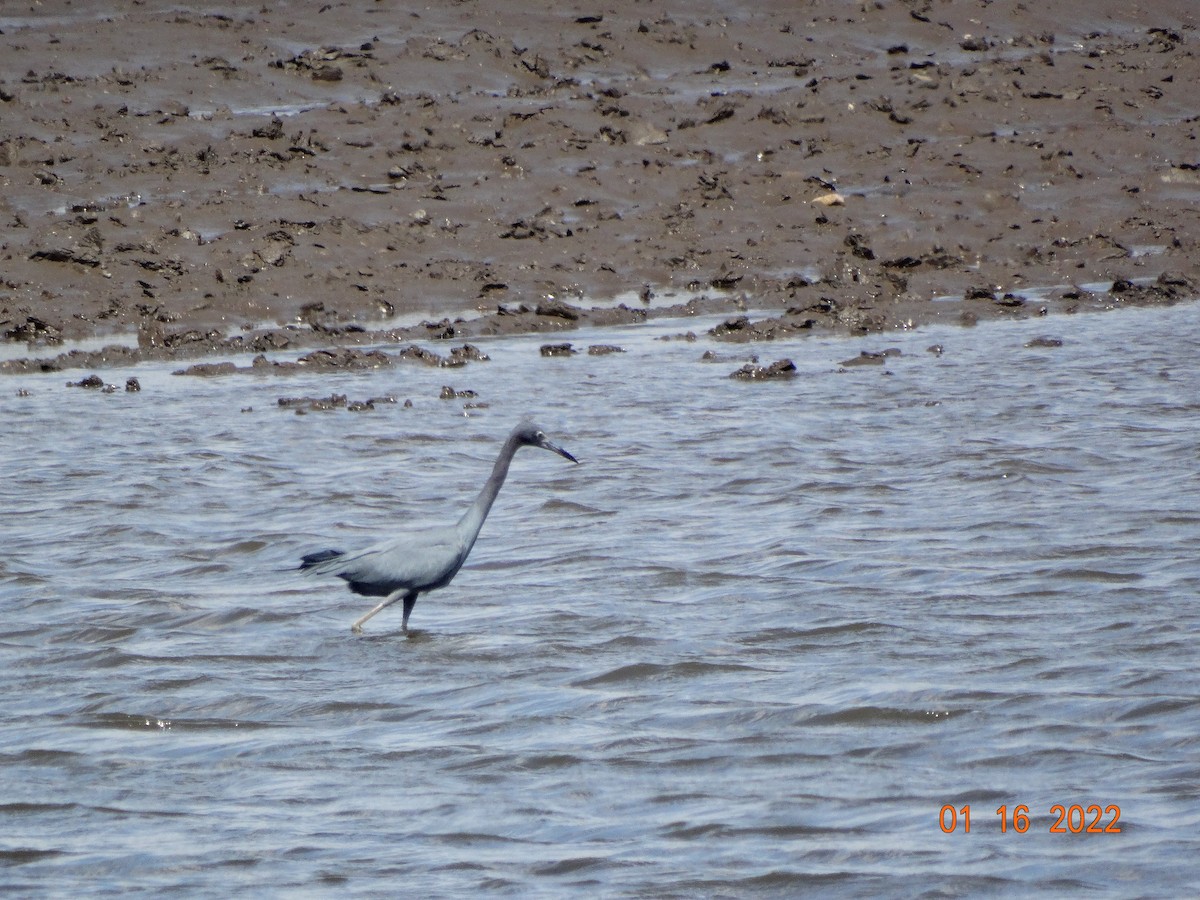 Little Blue Heron - ML416590131