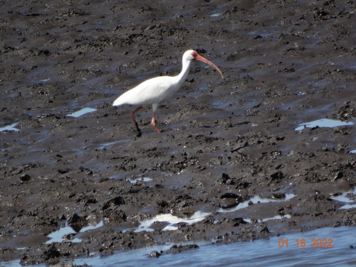 Ibis blanc - ML416590201