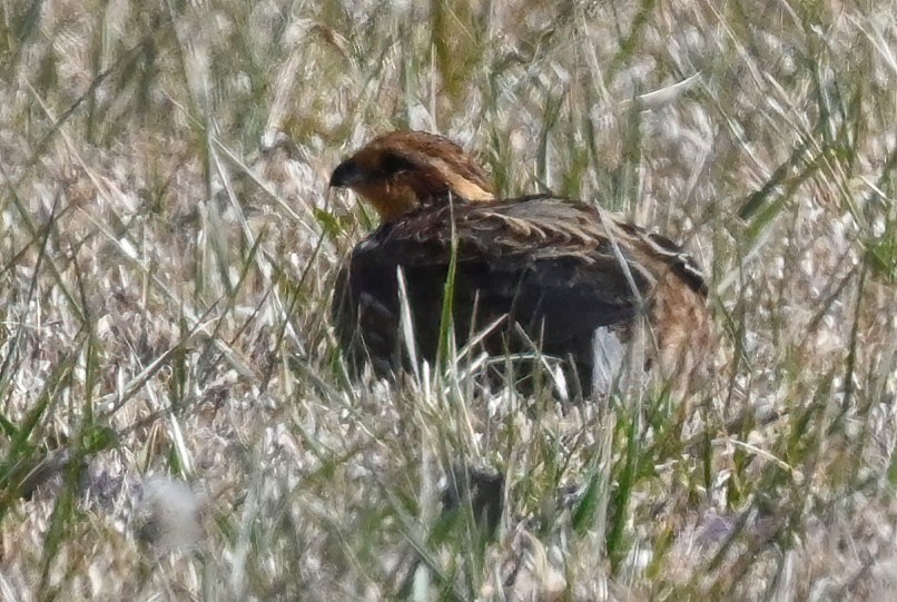 Northern Bobwhite - ML416590611