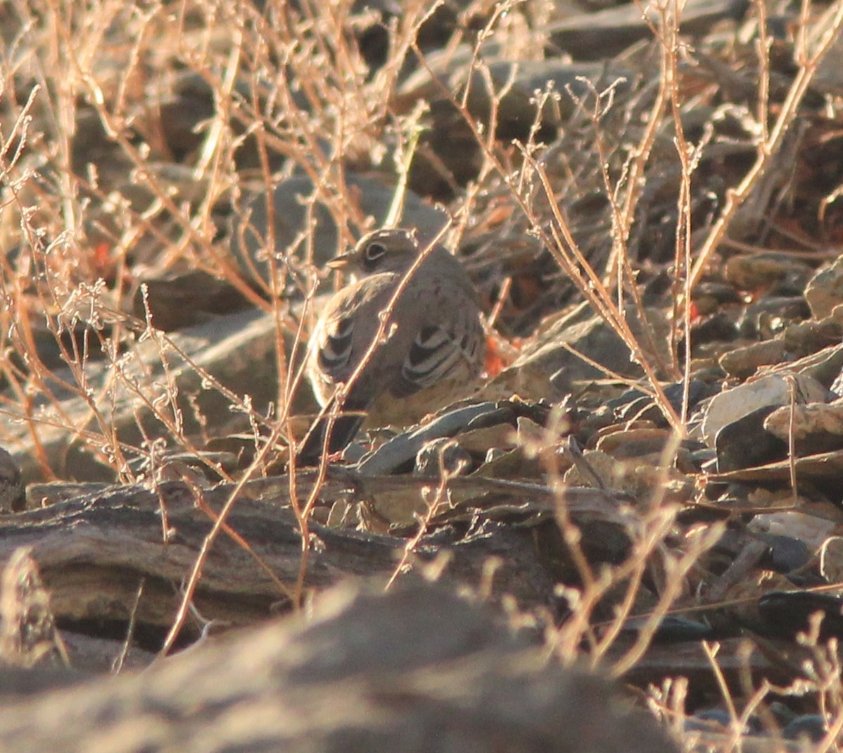 Bell's Sparrow (canescens) - ML416591281