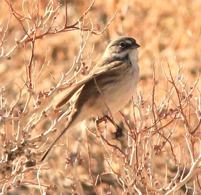 Bell's Sparrow (canescens) - ML416591311